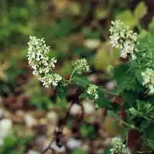 Nepeta cataria