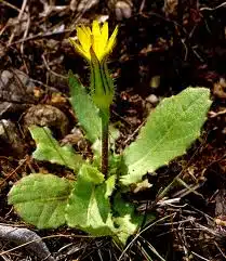 lăptucă sălbatică - Tragopogon (Urospermum) picroides