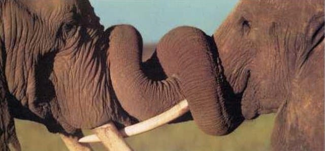 elefantul foloseste fildesii in aparare