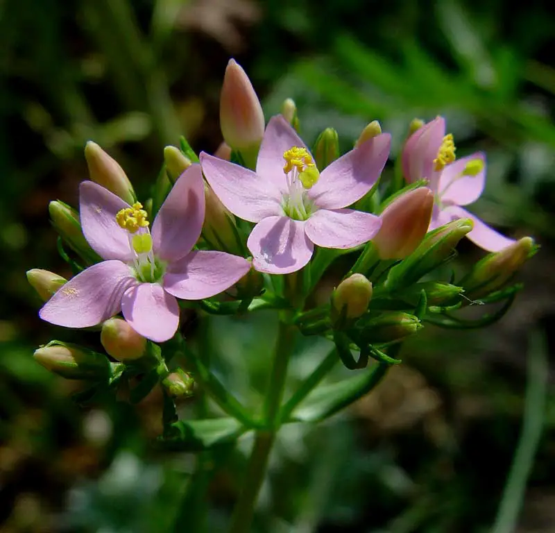 flori de tintaura - planta medicinala - beneficii pentru sanatate