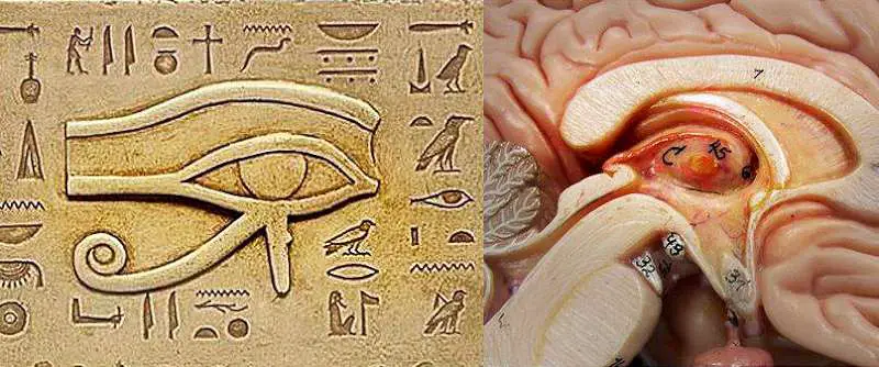 chakra violet ochiul lui Horus in relatie cu glanda puneala
