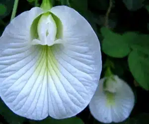 plante ciudate - Clitoria ternatea