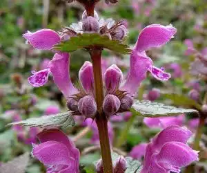 Lamium purpureum sugel puturos floare de primavara