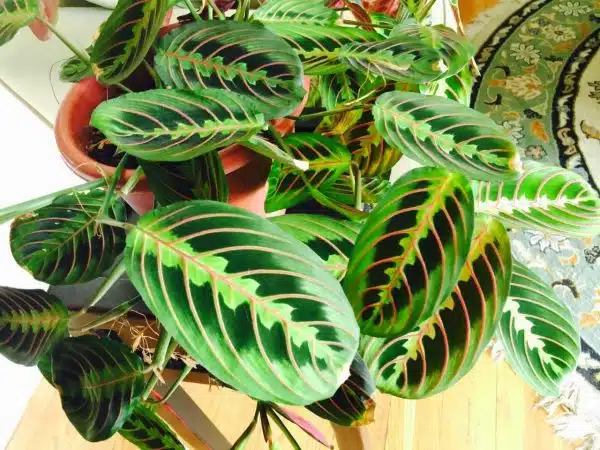 Maranta leuconeura