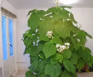 Sparmannia africana teiul de camera