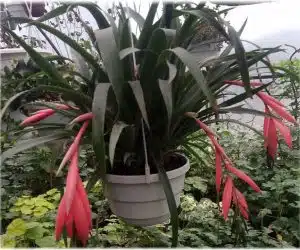 Billbergia floare rosie roz