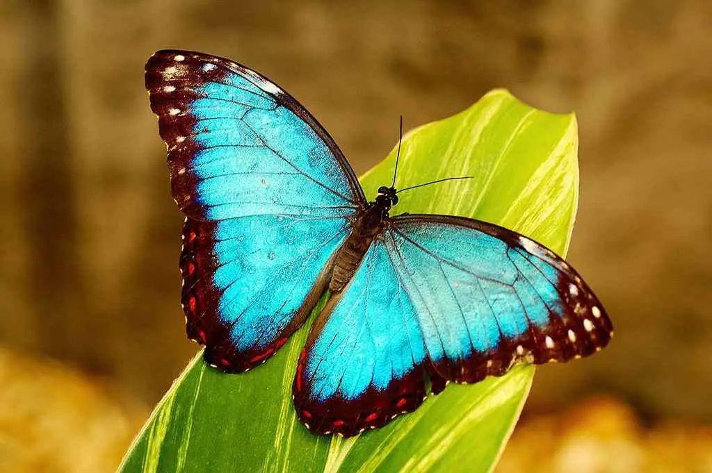 poze cu fluturi - Fluturele albastru morpho menelaus
