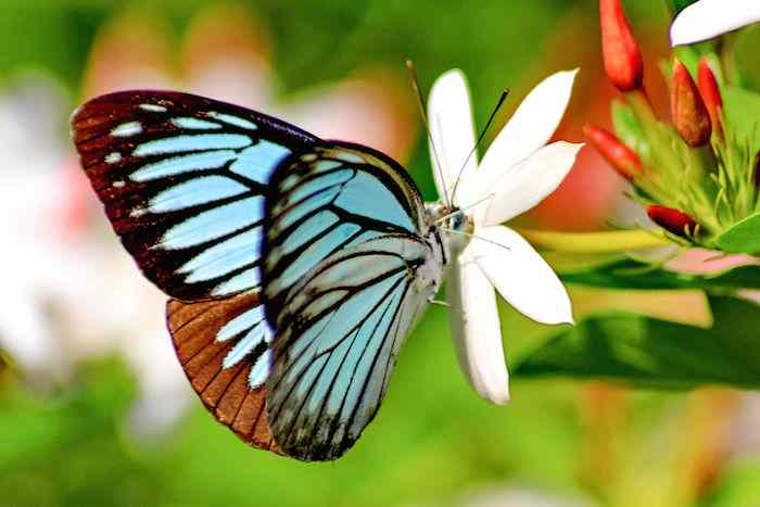 poze cu fluturi - fluturele simbol al transformarii