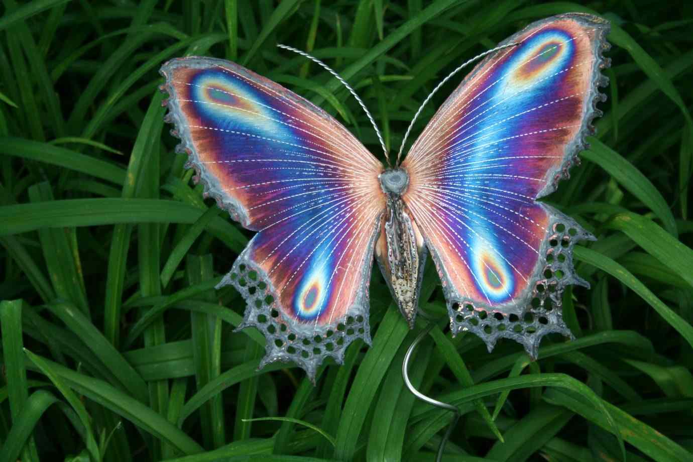 poze cu fluturi - Fluturele curcubeu