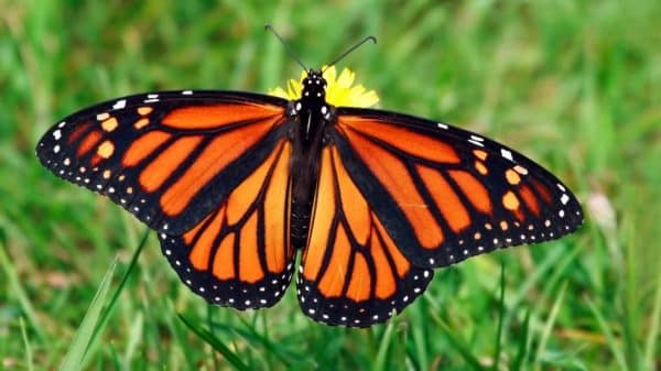 fluturele monarh