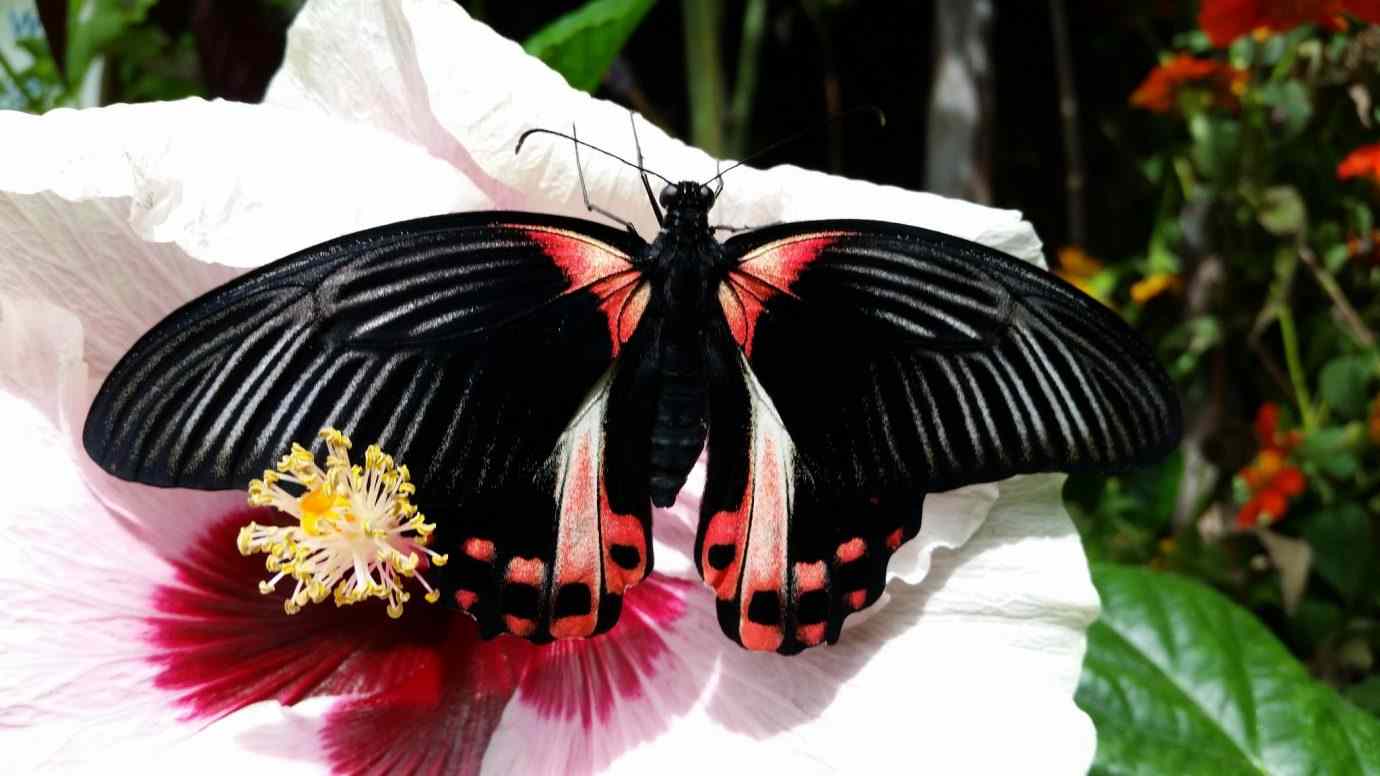 Fluturele negru