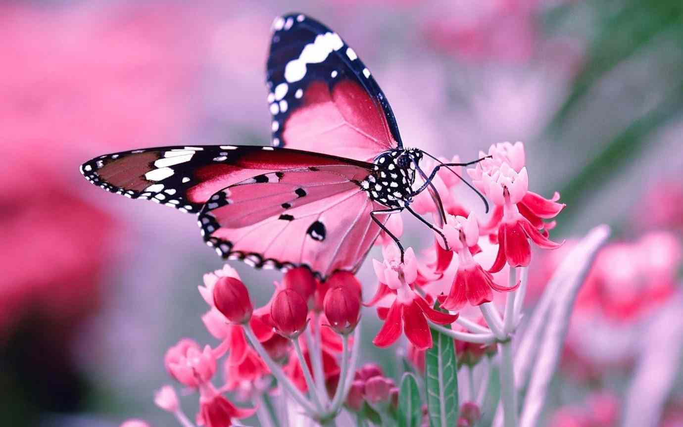 poze cu fluturi - Fluturele roz simbol al transformarii