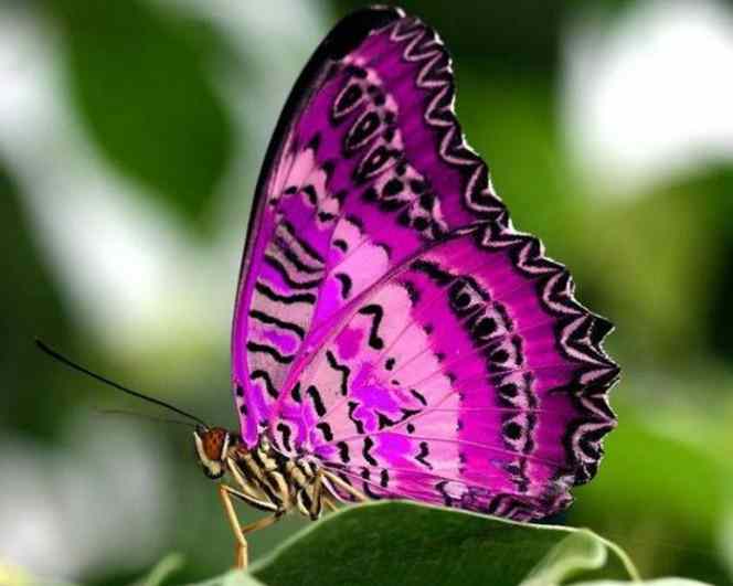poze cu fluturi - Fluturele violet purpuriu simbol al evolutiei personale