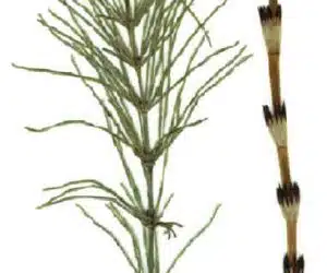 ceai de coada calului Equisetum-arvense