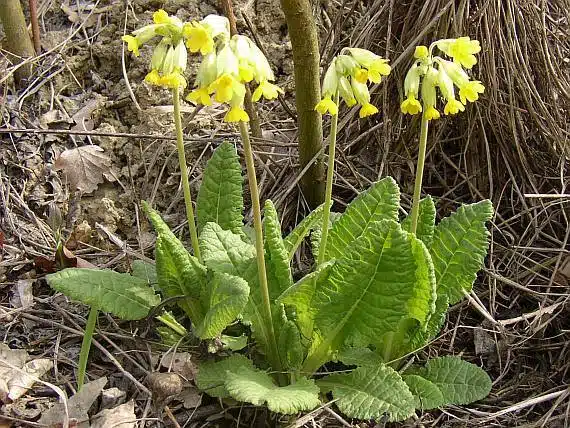 Planta Ciubotica cucului - Primula officinalis