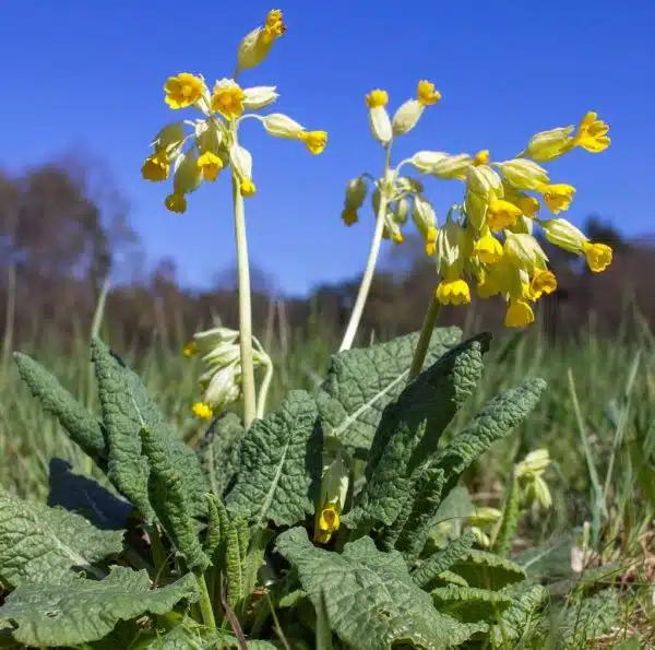 Ciubotica cucului planta medicinala beneficii