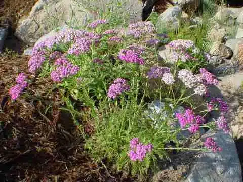 Achillea millefolium coada soricelului roz si alba