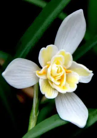 Galanthus-Lady-Elphinstone ghiocel