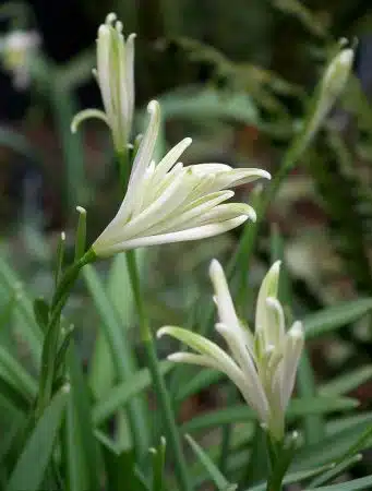 ghiocei deosebiti Galanthus Samantha