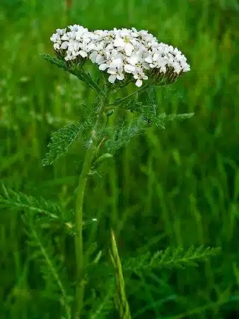 coada soricelului Achillea millefolium