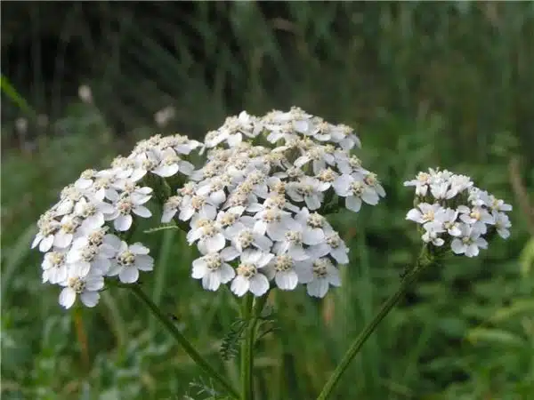 coada soricelului alba