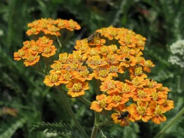 coada soricelului portocalie Achillea millefolium