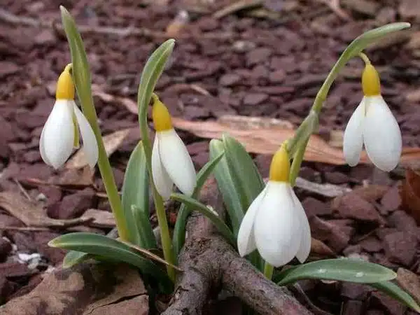 ghiocei Galanthus plicatus Wendy's Gold