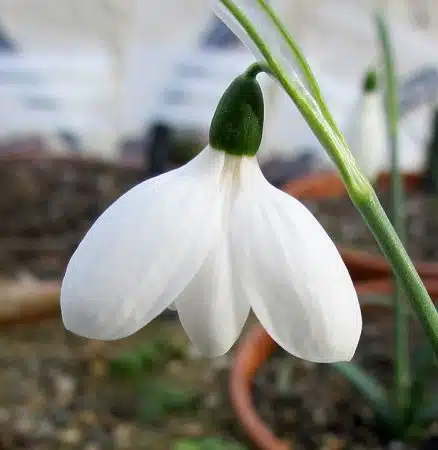 ghiocel galanthus-elwesii-white-perfection