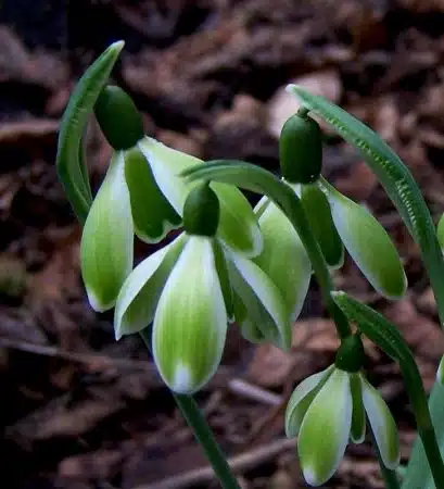 ghiocel verde soiul Galanthus green mile