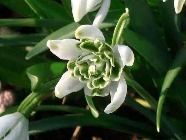 ghiocel galanthus nivalis cu floare plina