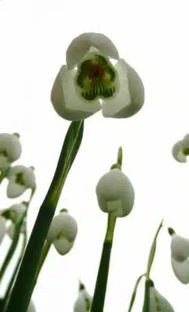 ghiocel specia galanthus-s-arnott