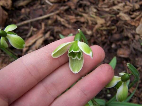 Ghiocel verde - Galanthus green mile