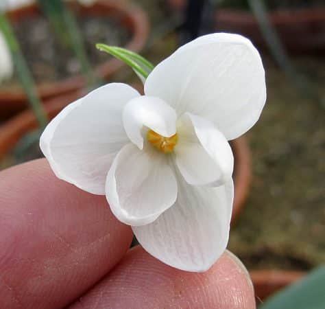 ghiocelul alb galanthus-elwesii-white-perfection