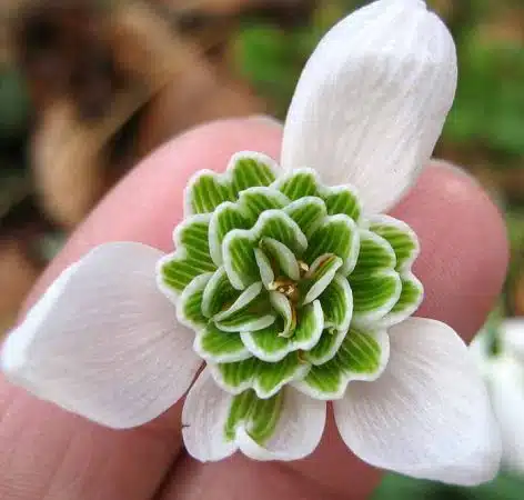 ghiocelul galanthus barbaras double