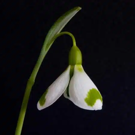 ghiocelul galanthus corrin