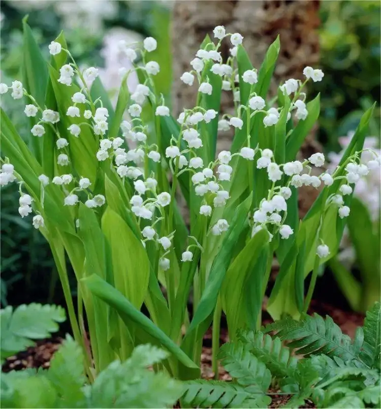 Lacramioarele plante medicinale