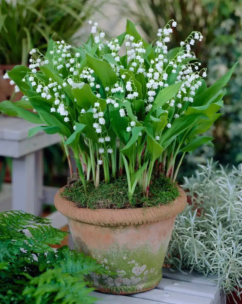 Planteaza lacramioare albe in ghiveci