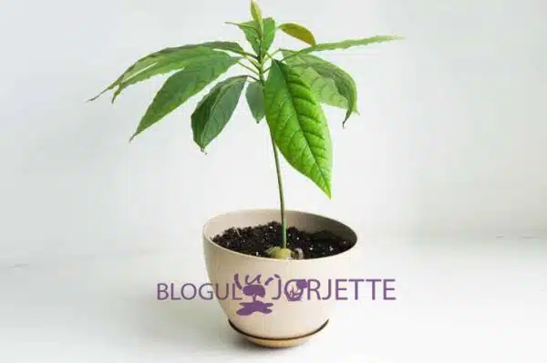 cum sa plantezi avocado planta de avocado