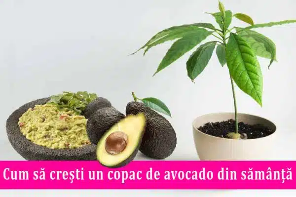 Cum sa cresti un copac de avocado din samanta