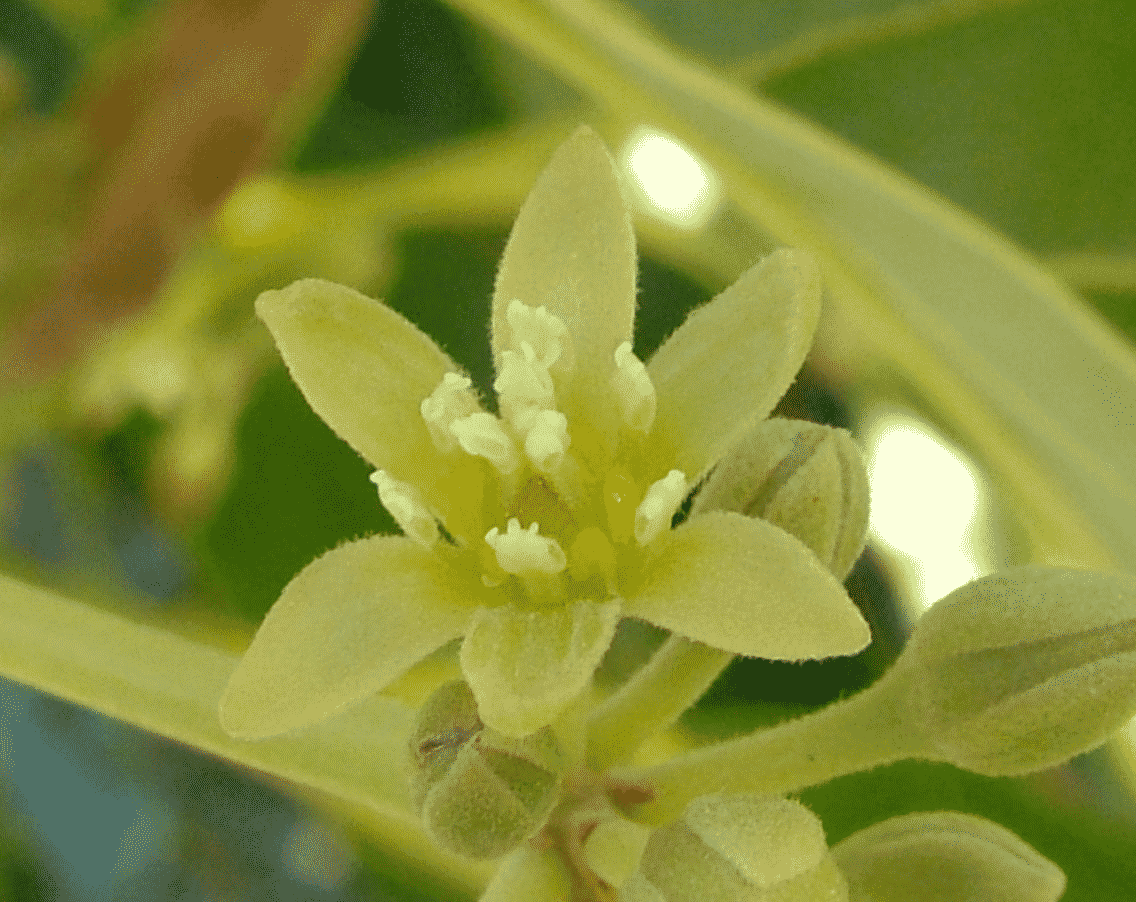 Floare de avocado mascul
