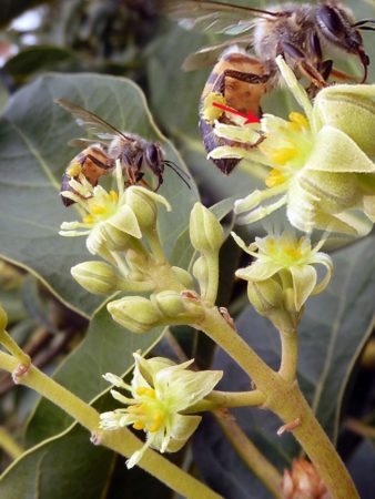 Floare de avocado polenizare
