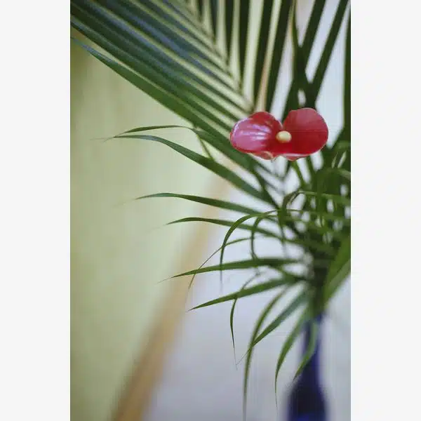 Floarea Flamingo - Anthurium