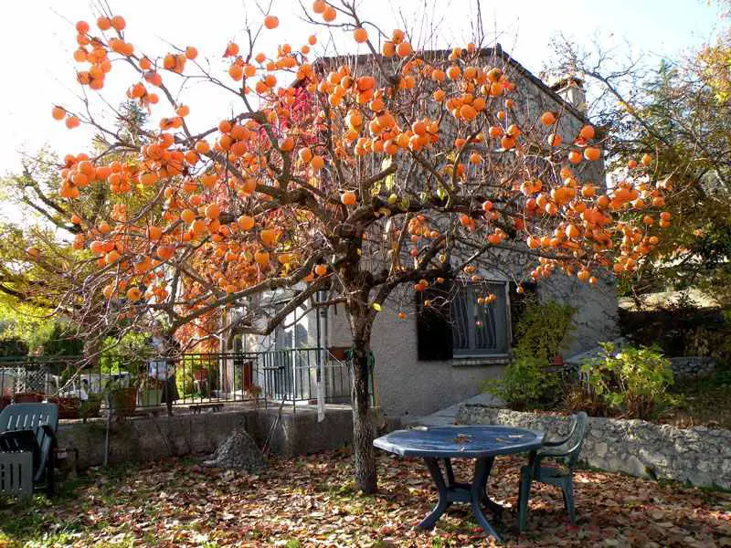 diospyros kaki copac cu fructe toamna tarziu