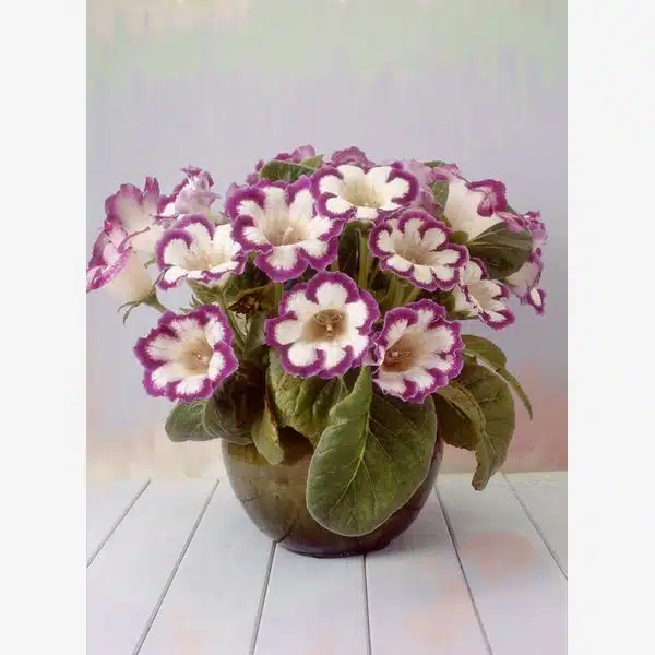 gloxinia flori de apartament