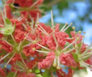 Planta Lawsonia Inermis din care se produce Henna colorant natural