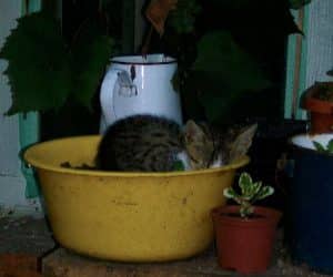 un pisic care doarme in ghiveci