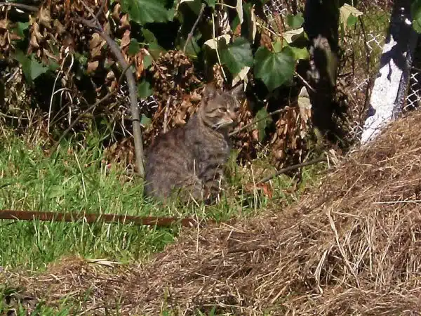 Rin camuflat - Maestrul camuflajului pozat cu zoom!