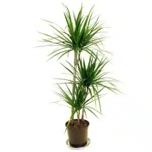 dracaena marginata