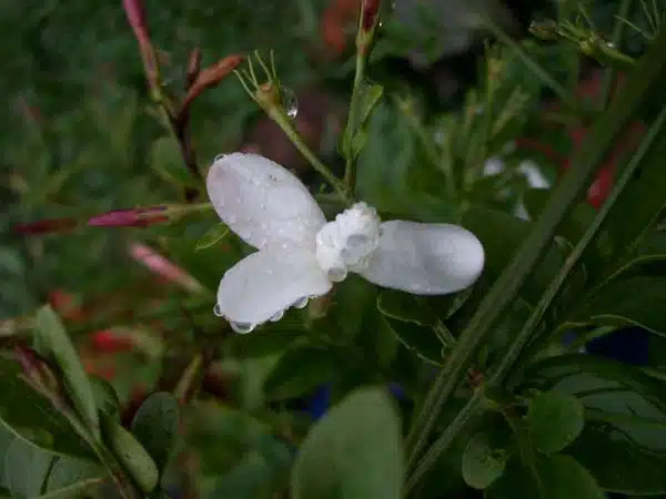 iasomie Jasmine officinalis