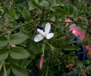 iasomie jasmine officinalis